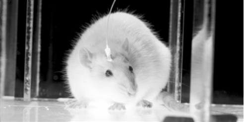 模拟大脑：细胞和电路融合成趋势