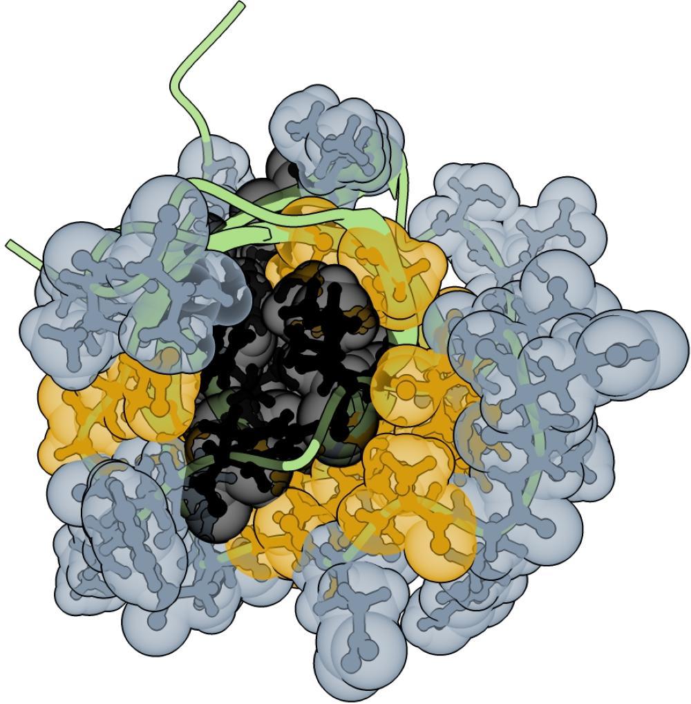 蛋白质核心区比此前认为的更稳定
