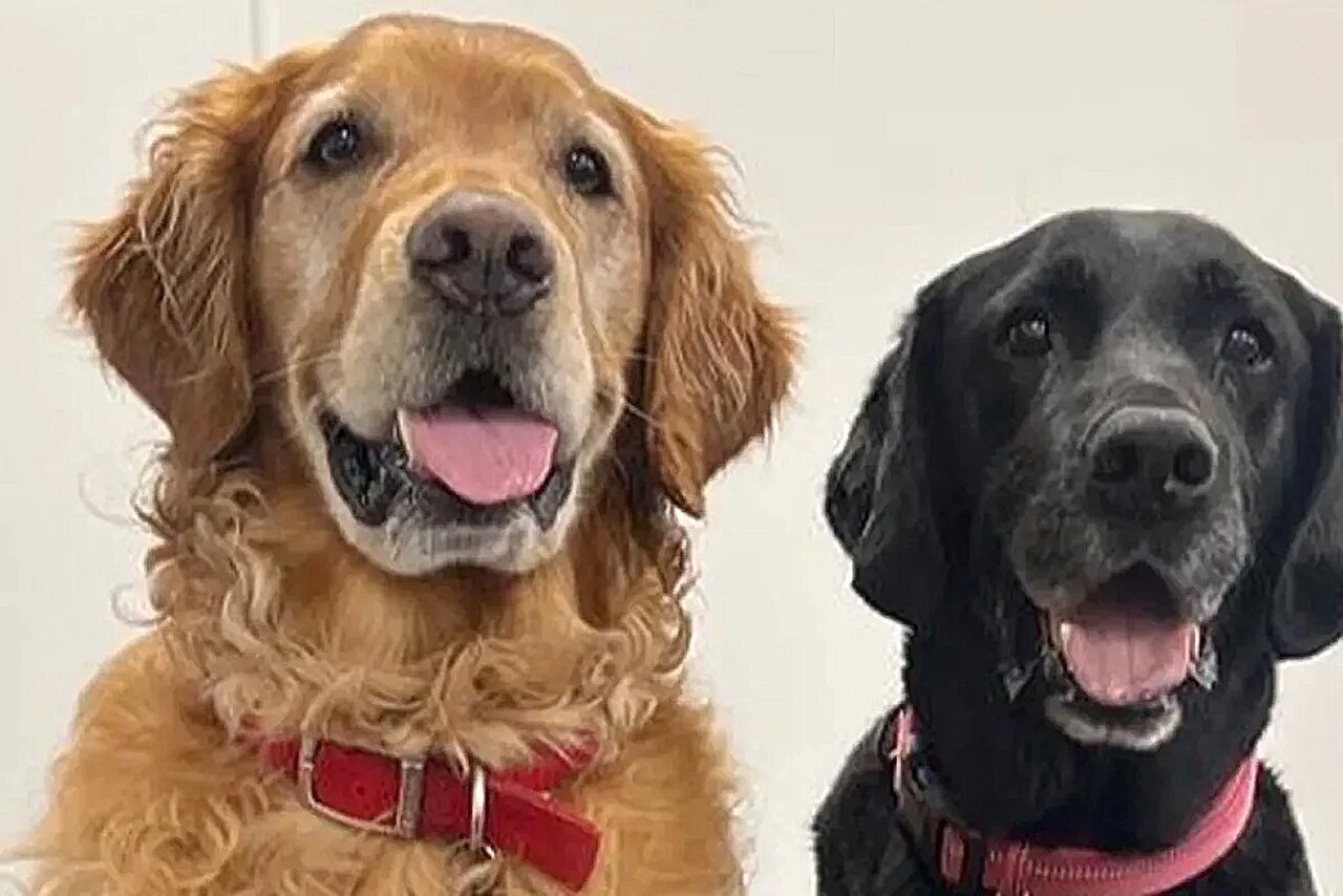 犬类可精准识别帕金森患者