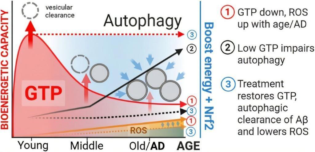 维生素B3+绿茶使衰老脑细胞重获新生