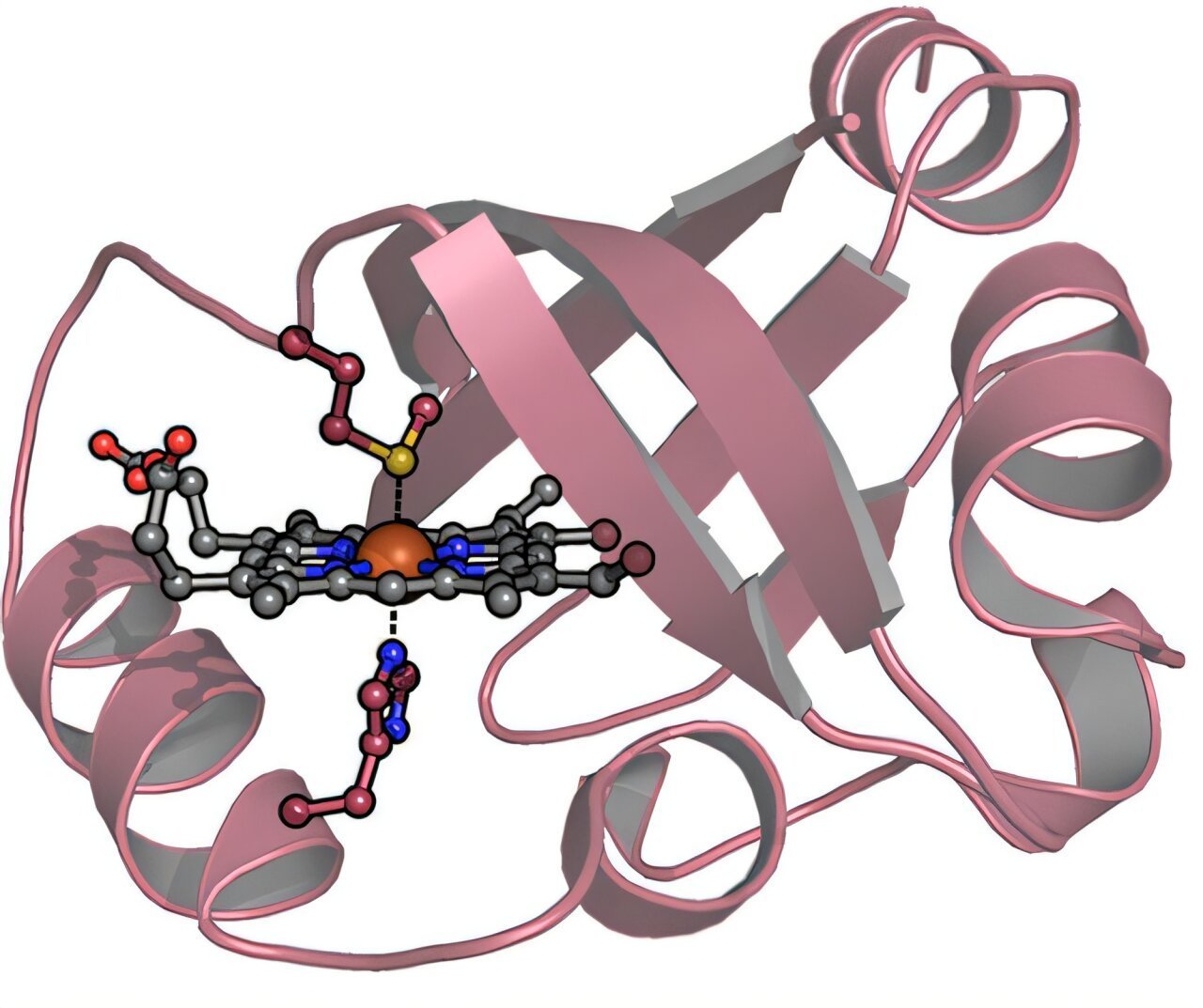 新型分子可高效治疗一氧化碳中毒